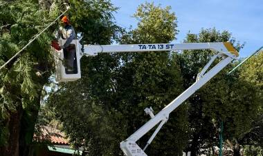 La Municipalidad avanza con trabajos de mantenimiento del arbolado urbano