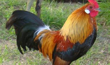 Animales de granja celebrarán su juzgamiento centenario en la ExpoRural de Rafaela