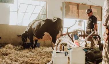 Punto a punto, se puso interesante la competencia por el 104° Concurso de Vacas Lecheras