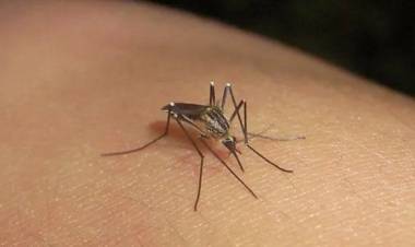 Volvieron los mosquitos a Santa Fe: especialistas advirtieron las causas y destacaron que no hay presencia de Aedes Aegypti