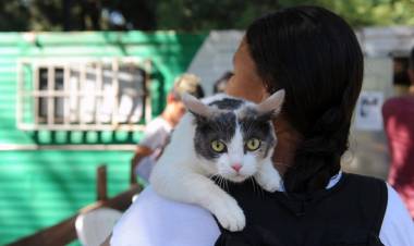 El IMUSA realizará castraciones masivas en Abasto