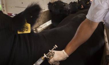 El 13 de octubre arranca la 51° campaña de vacunación antiaftosa
