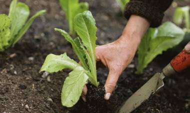 La ciudad de Santa Fe tendrá 2.000 huertas familiares al finalizar el año
