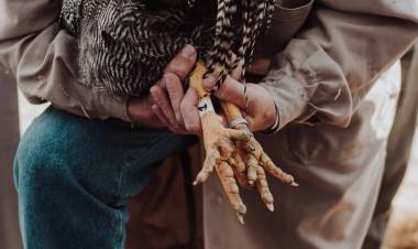 Argentina vuelve a ser libre de Influenza Aviar