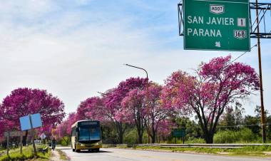 Nuevo puente Santa Fe -Santo Tomé: Provincia salvará más de 600 lapachos 