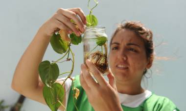  Dengue: se detectó la presencia del vector en ovitrampas de tres barrios