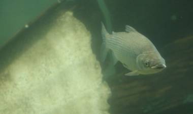 Por qué es importante limitar la exportación de peces del río Paraná