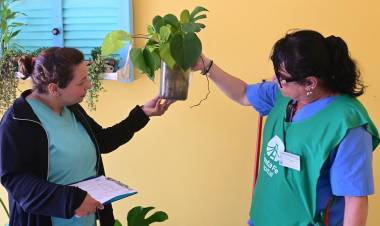 Dengue: se confirmó la presencia del vector en 32 barrios de la ciudad de Santa Fe