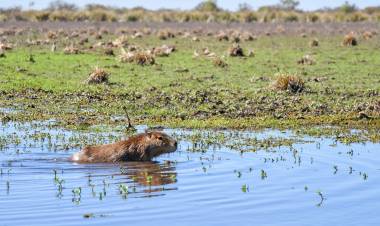 Biodiversidad: Provincia concretó más de 500 liberaciones de fauna silvestre en 2025