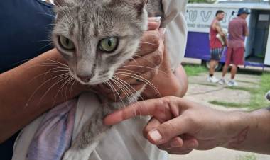 La Municipalidad de Santo Tomé realizó una nueva campaña masiva de atención veterinaria en el barrio Adelina Este