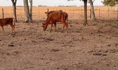 Emergencia agropecuaria en Santa Fe: la Comisión Nacional avaló la prórroga solicitada por Provincia