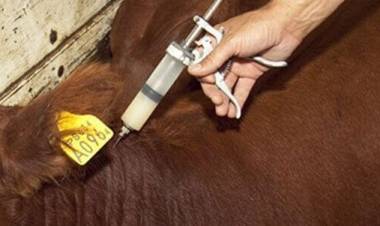 Calendario 2026 – Campaña de Vacunación contra la Fiebre Aftosa