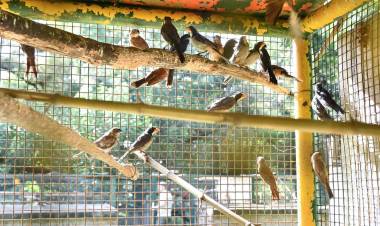 Ambiente: Provincia recibió más de 500 animales silvestres decomisados