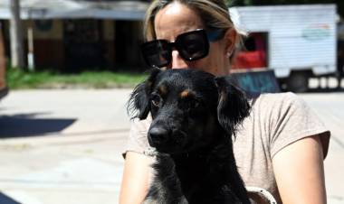 El Imusa realizará castraciones masivas gratuitas en Barrio La Tablada