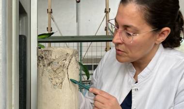 Científicas argentinas logran reparar fisuras en el hormigón con bacterias