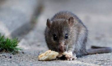 Salud al Día: información y recomendaciones para prevenir leptospirosis y hantavirus