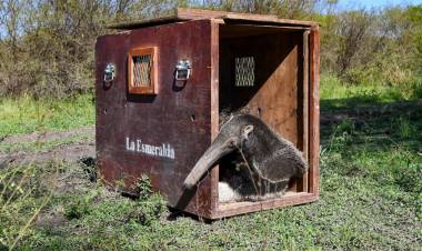 Hito de conservación: tras ser rehabilitados en La Esmeralda, liberan ejemplares emblemáticos de la fauna santafesina