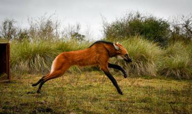 Provincia devolvió a su hábitat natural al aguará guazú rescatado en Puerto General San Martín