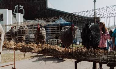 El sector de Granja, estará colmado de ejemplares y actividades en su 101° juzgamiento