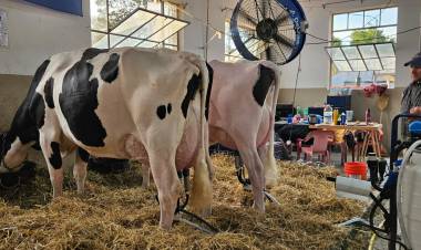 Cuatro vacas de tres cabañas muestran todo el potencial de la lechería en el 105° Concurso de Vacas Lecheras