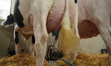Maite se consagró en el 105° Concurso de Vacas Lecheras rozando los récords históricos