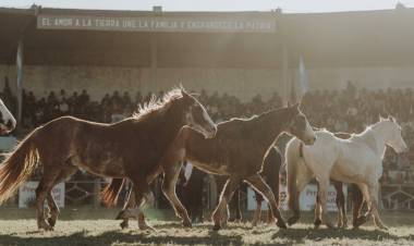 Desde marzo de 2027 será obligatoria la identificación con microchips de los caballos