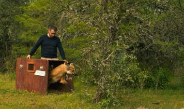 Liberan y devuelven a su hábitat natural el aguará guazú rescatado en el oeste de Rosario
