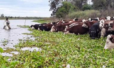 Fenómeno de El Niño: con la asistencia de la Provincia, ya se evacuó más del 70 ? la hacienda en islas