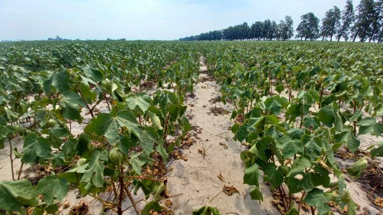 La provincia informó que hasta el 31 de marzo habrá tiempo para solicitar los certificados de emergencia agropecuaria