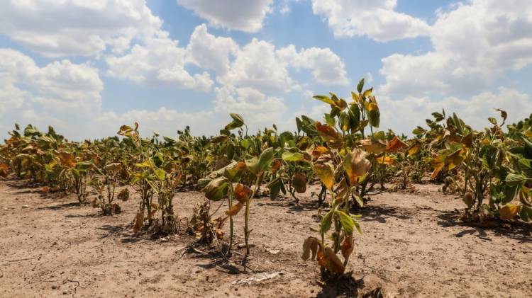 La Provincia informa cambios en la línea de financiamiento a productores afectados por la sequía