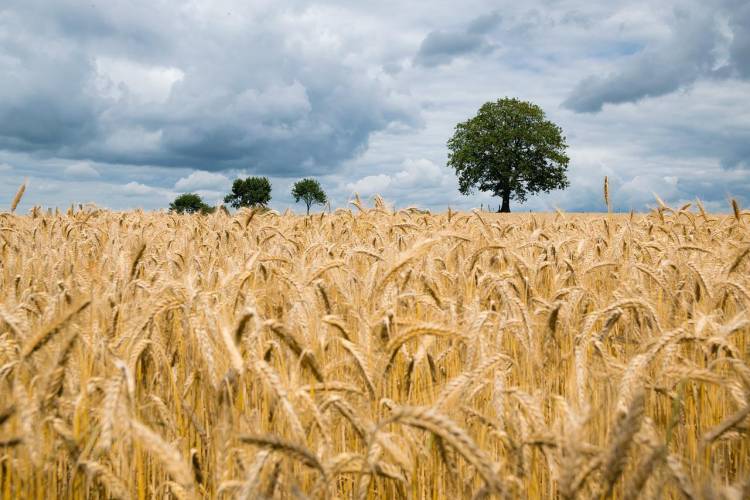 Se realizará una jornada sobre producción de alimentos y sostenibilidad ambiental