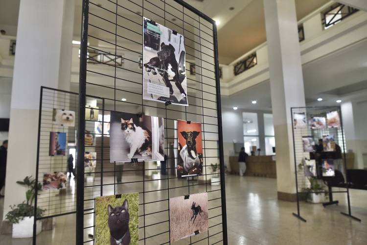 En el hall municipal se exhibe la muestra “Nuestros animales de compañía”