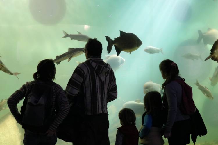 El Acuario del Río Paraná batió récord de visitas en vacaciones de invierno