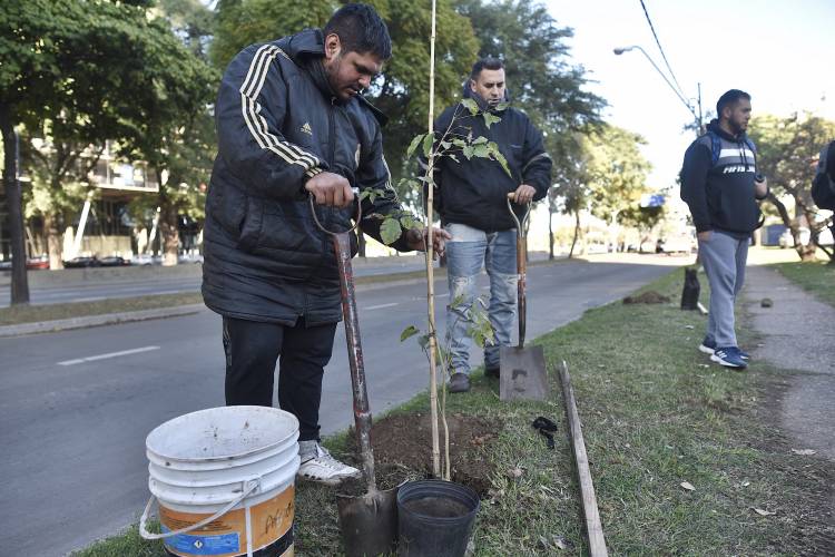 Continúan las tareas del plan de arbolado municipal