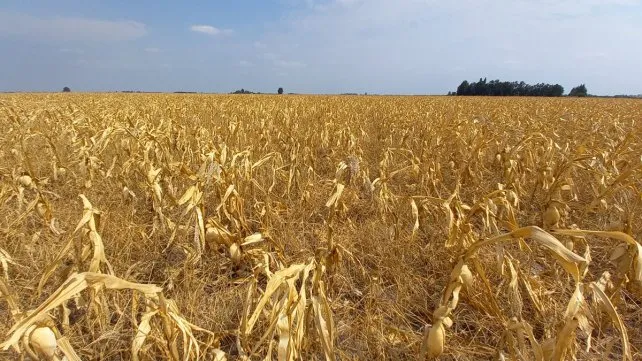 Productores santafesinos del norte provincial, jaqueados por la falta de lluvias