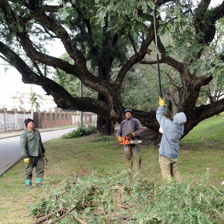 Arbolado Urbano, una segunda oportunidad para los desechos que deja la poda