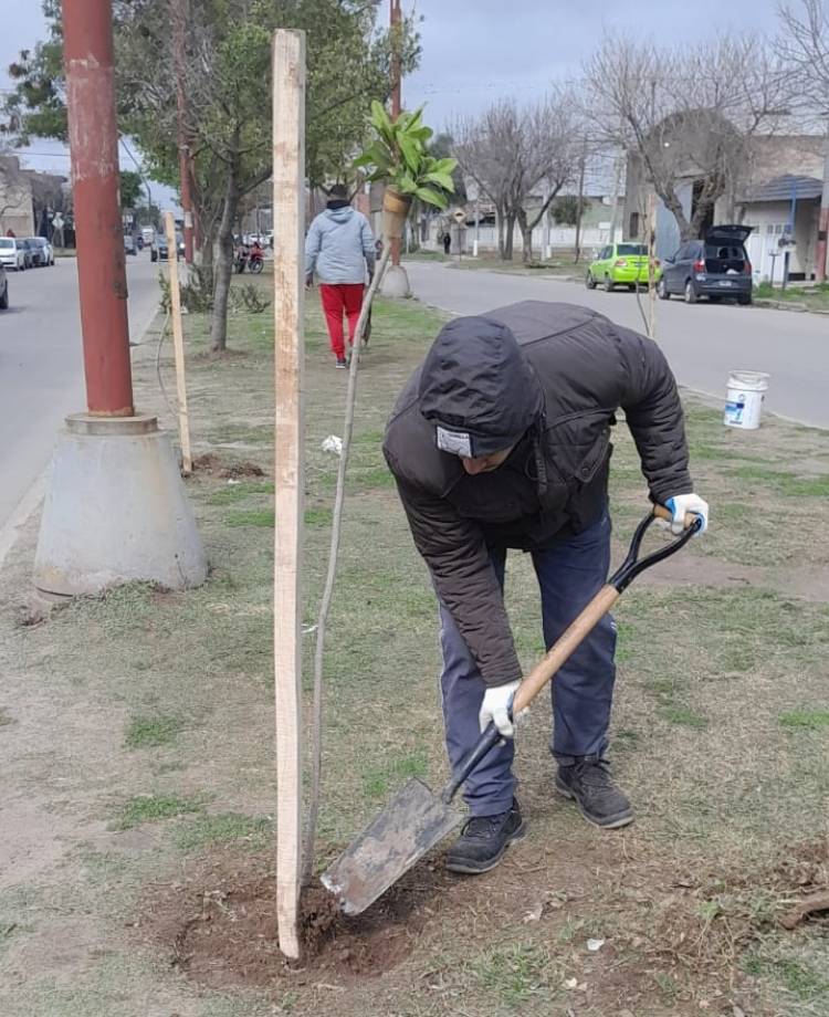 El municipio realiza el mantenimiento de los árboles de la “trama verde” en el norte de la ciudad