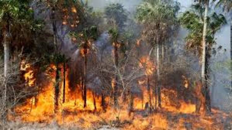 Casi doscientas mil hectáreas afectadas por los incendios en el Paraguay