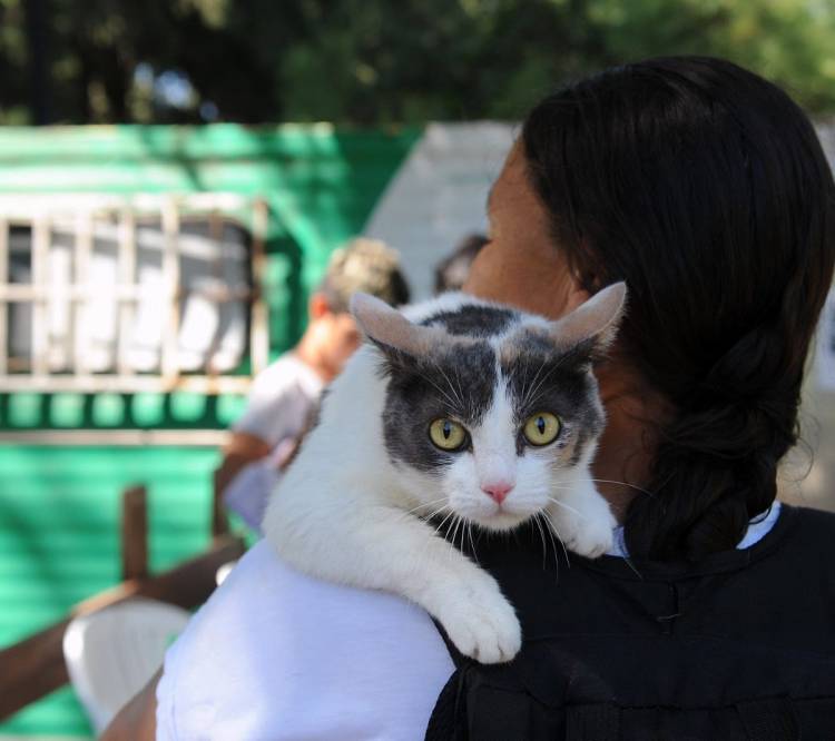 En noviembre, el IMUSA atendió a más de 5700 animales