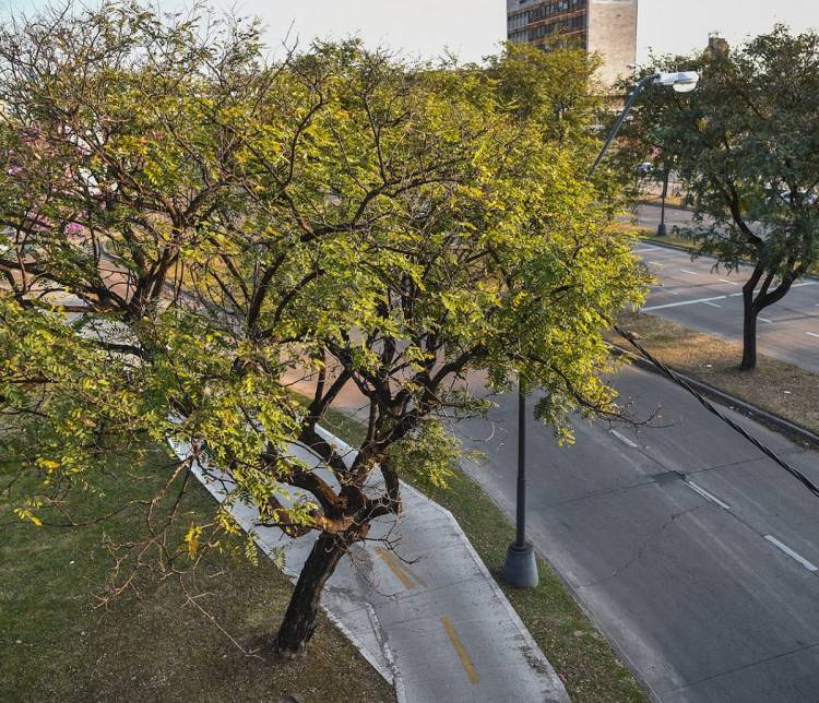 Se realizará el primer censo de arbolado urbano y estudiarán las islas de calor en la ciudad