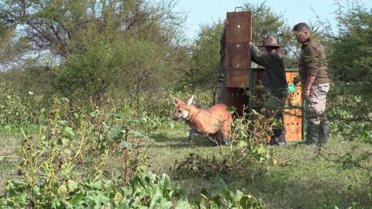 Biodiversidad: Provincia recuperó el collar de monitoreo de un aguará guazú