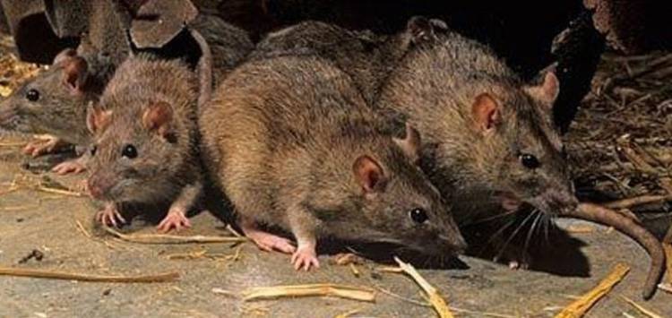 Provincia recuerda las medidas de prevención de Hantavirus