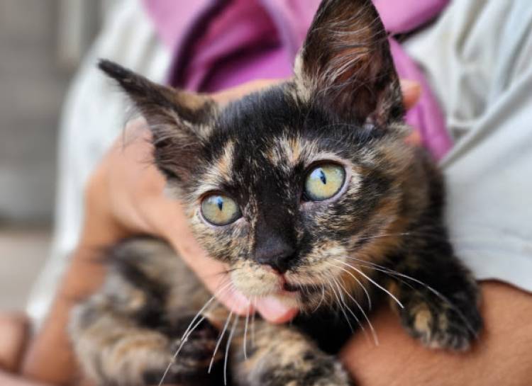 Continúa la atención de las Unidades Veterinarias Municipales
