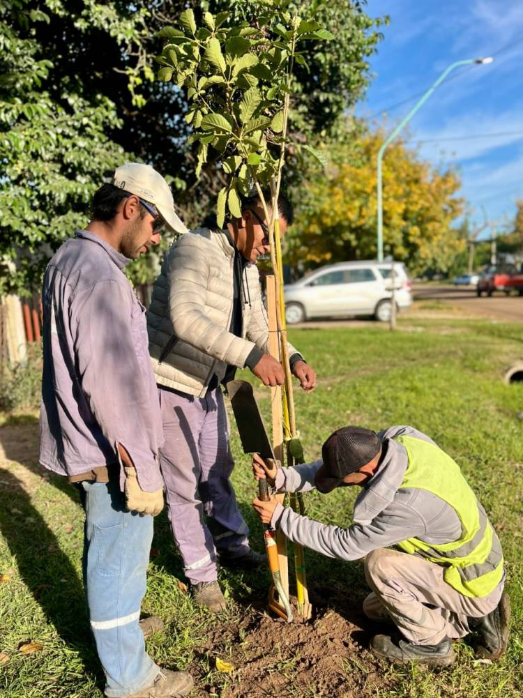 Se inició la plantación de lapachos amarillos