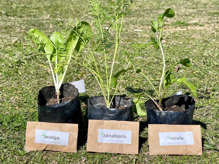 Continúa la entrega gratuita de Kits de Semillas  