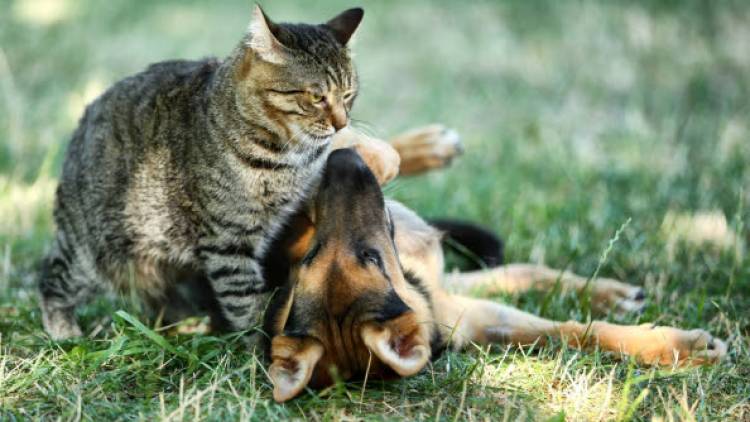 Atención veterinaria móvil: cronograma para el mes de mayo