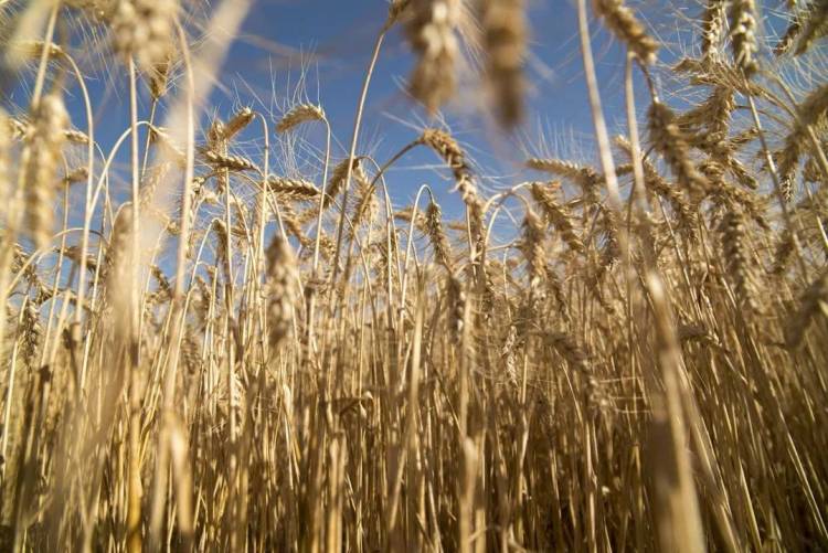 El Gobierno extiende la baja de retenciones para el trigo y la cebada pero deja afuera a la soja