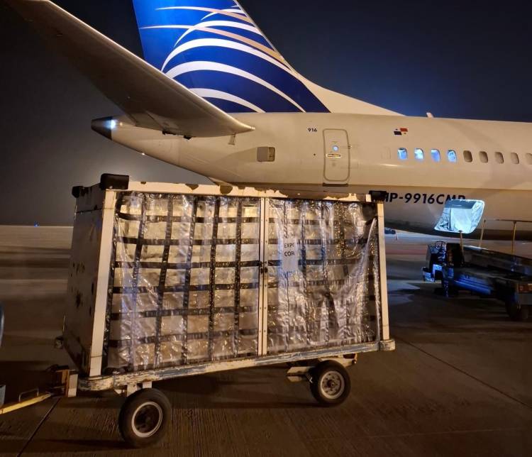Desde Rosario ya se exporta carne y pescado por vía aérea: un hito logístico que posiciona al aeropuerto como plataforma internacional