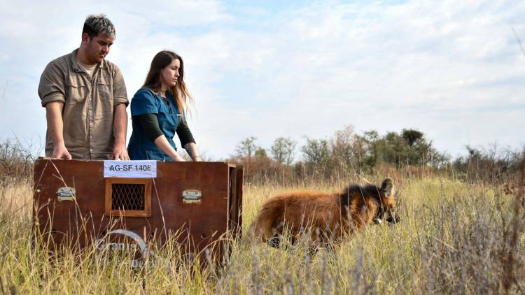 Biodiversidad: tras ser asistido en La Esmeralda, Provincia liberó un aguará guazú en su hábitat natural