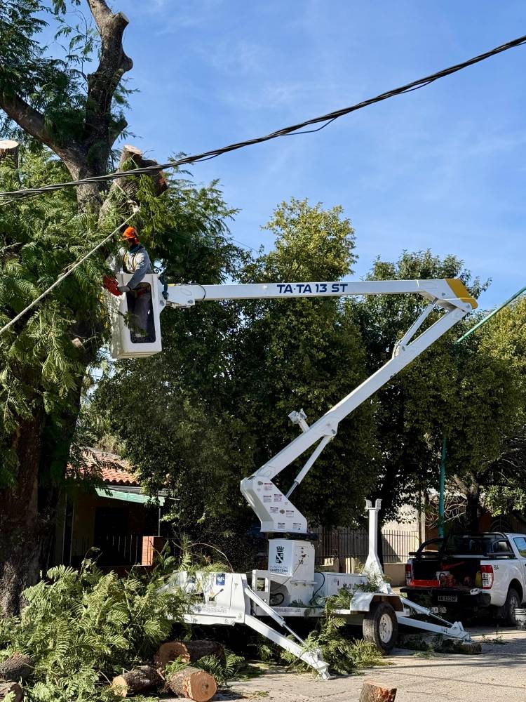 La Municipalidad avanza con trabajos de mantenimiento del arbolado urbano